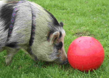 Est-ce que le cochon mange du pain ?