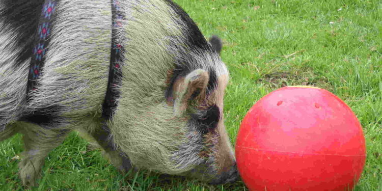 Est-ce que le cochon mange du pain ?