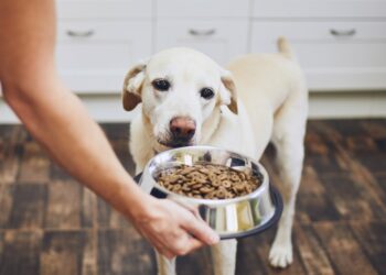Est-ce que le cochon mange ses excréments ?