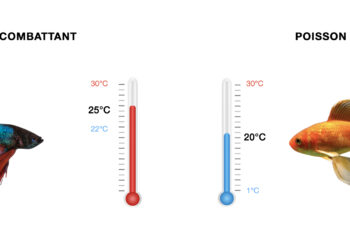Est-ce que le combattant est un poisson d'eau froide ?