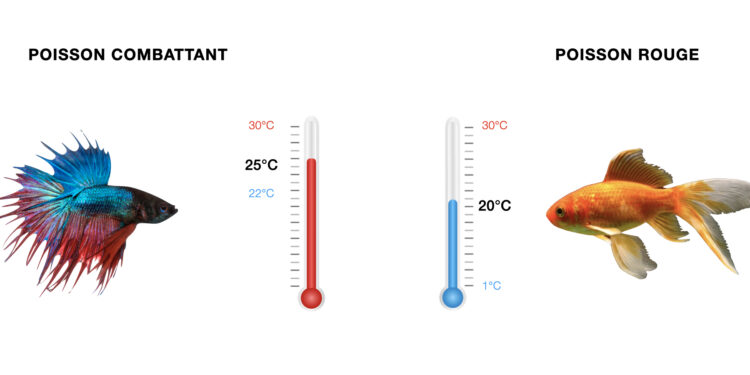 Est-ce que le combattant est un poisson d'eau froide ?