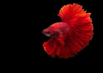 Est-ce que le combattant peut vivre avec d'autres poissons ?