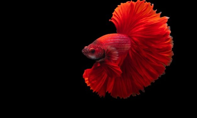 Est-ce que le combattant peut vivre avec d'autres poissons ?