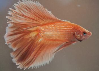 Est-ce que le combattant peut vivre avec d'autres poissons ?