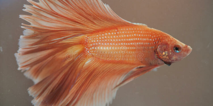 Est-ce que le combattant peut vivre avec d'autres poissons ?