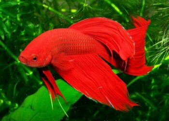 Est-ce que le combattant peut vivre dans l'eau froide ?