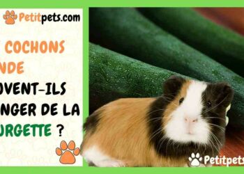 Est-ce que le concombre est bon pour les cochons d'Inde ?