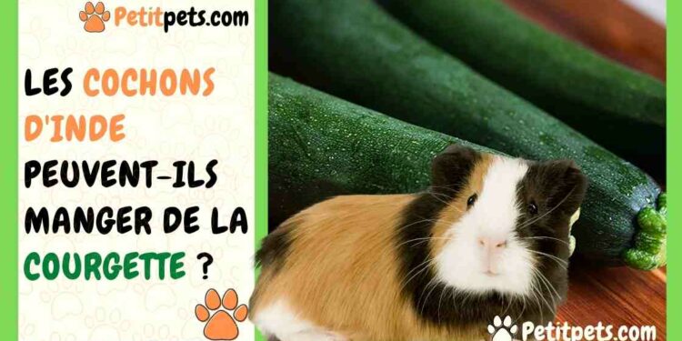 Est-ce que le concombre est bon pour les cochons d'Inde ?