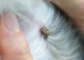 Est-ce que le corps de la tique repousse ?