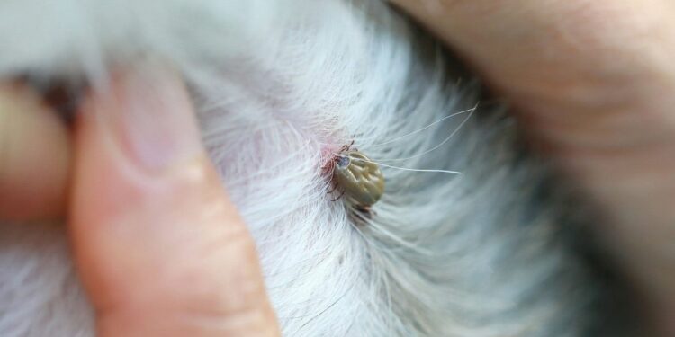 Est-ce que le corps de la tique repousse ?