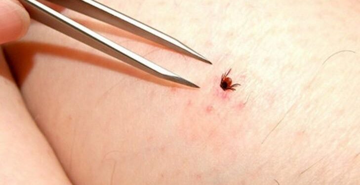 Est-ce que le corps de la tique repousse ?