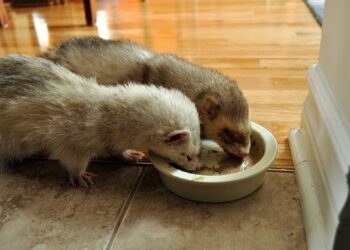 Est-ce que le furet aime l'eau ?