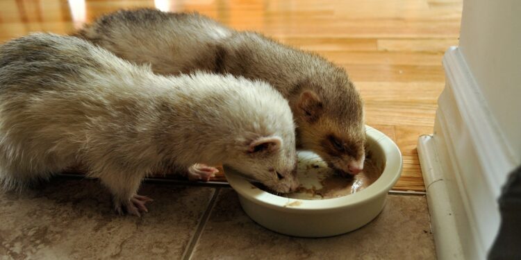 Est-ce que le furet aime l'eau ?