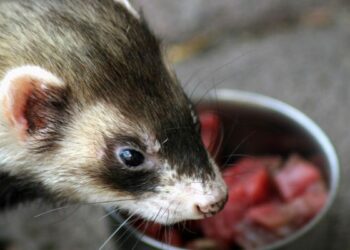 Est-ce que le furet aime l'eau ?