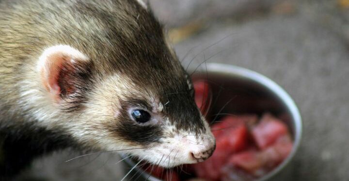 Est-ce que le furet aime l'eau ?