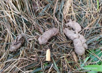 Est-ce que le furet est intelligent ?