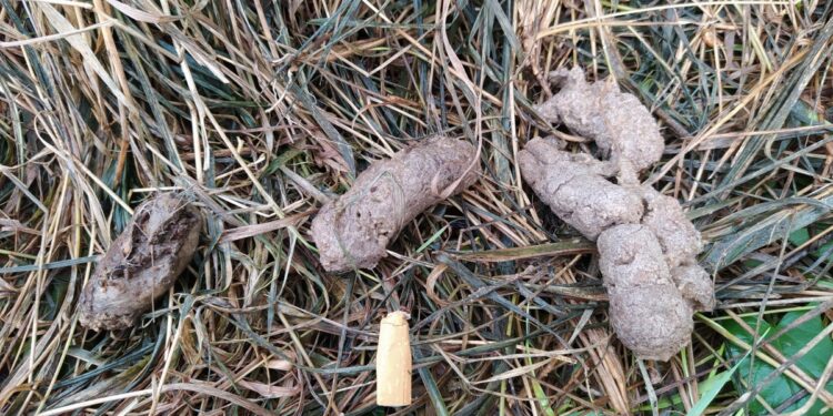 Est-ce que le furet est intelligent ?