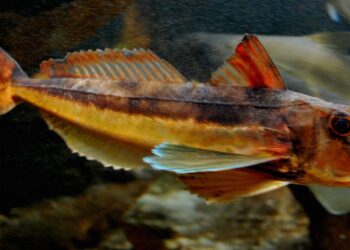 Est-ce que le grondin se mange ?