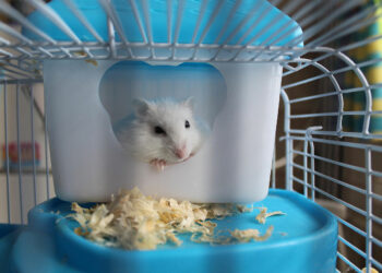 Est-ce que le hamster peut vivre seul ?