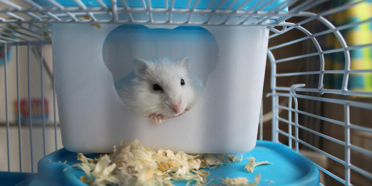 Est-ce que le hamster peut vivre seul ?