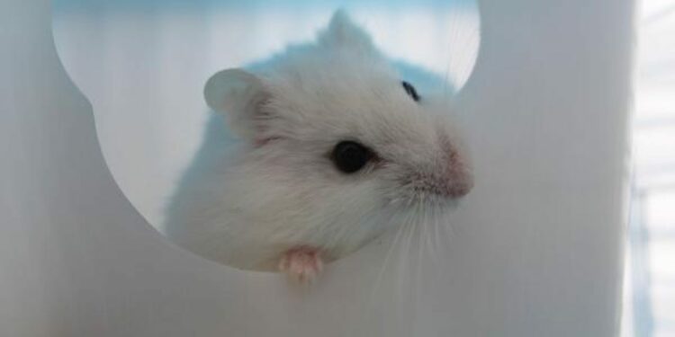 Est-ce que le hamster peut vivre seul ?