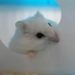 Est-ce que le hamster peut vivre seul ?