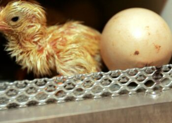 Est-ce que le jaune d'œuf est un poussin ?