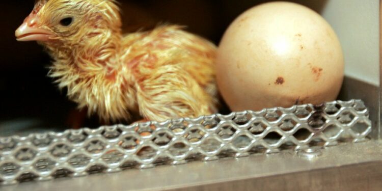 Est-ce que le jaune d'œuf est un poussin ?