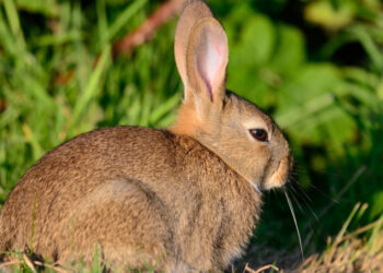 Est-ce que le lapin boit de l'eau ?