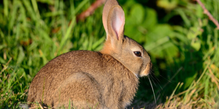 Est-ce que le lapin boit de l'eau ?