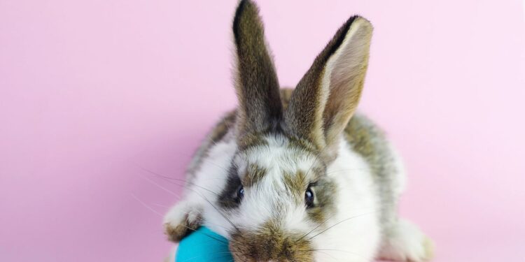 Est-ce que le lapin boude ?