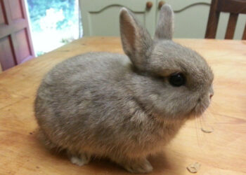 Est-ce que le lapin entend ?