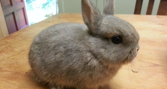 Est-ce que le lapin entend ?