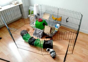 Est-ce que le lapin nain peut vivre dehors ?