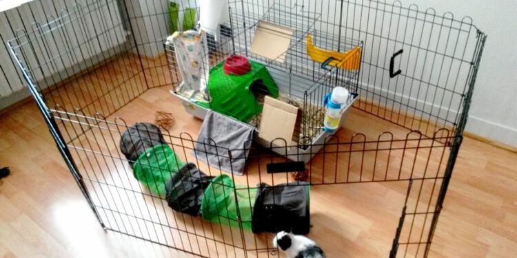 Est-ce que le lapin nain peut vivre dehors ?