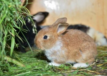 Est-ce que le lapin reconnaît son maître ?