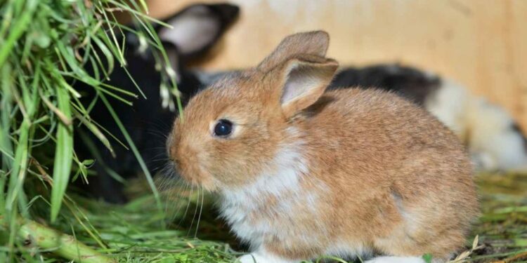 Est-ce que le lapin reconnaît son maître ?