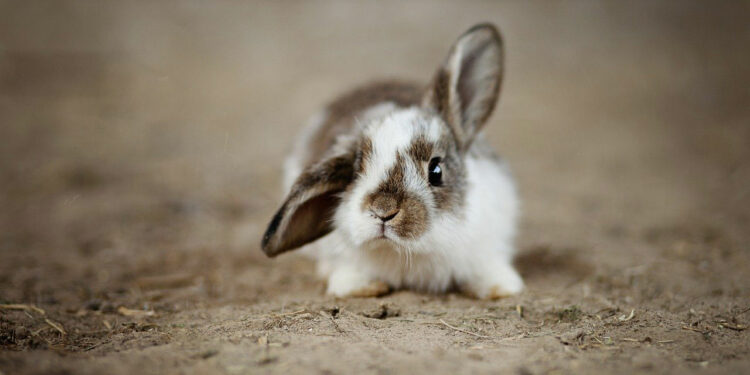 Est-ce que le lapin reconnaît son maître ?