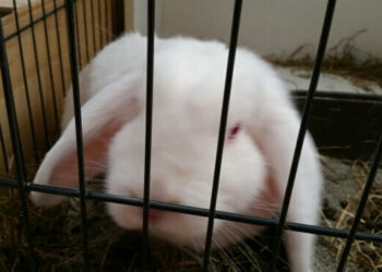 Est-ce que le lapin reconnaît son maître ?