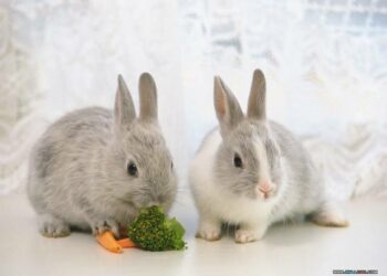 Est-ce que le lapin reconnaît son maître ?