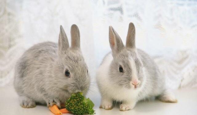 Est-ce que le lapin reconnaît son maître ?