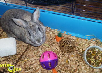 Est-ce que le lapin reconnaît son maître ?