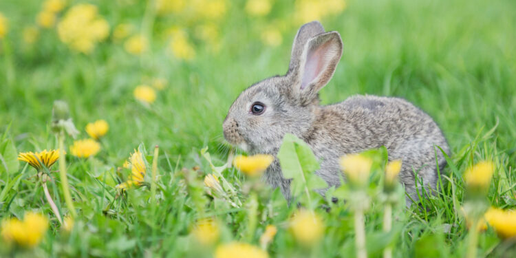 Est-ce que le lapin reconnaît son maître ?