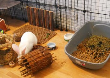 Est-ce que le lapin s'ennuie ?