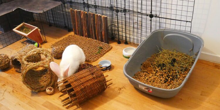 Est-ce que le lapin s'ennuie ?