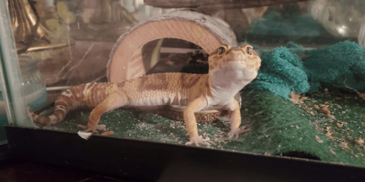 Est-ce que le lézard boit ?