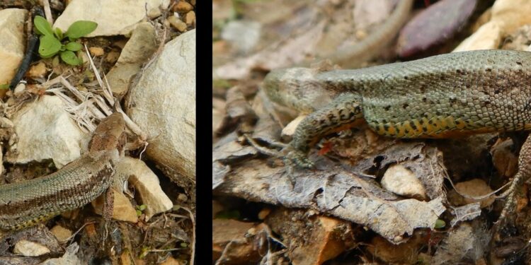 Est-ce que le lézard entend ?