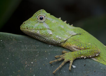 Est-ce que le lézard est dangereux ?