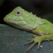 Est-ce que le lézard est dangereux ?