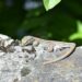 Est-ce que le lézard est dangereux ?